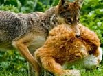 Coyote Removal
